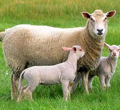 ovce na pasu, ovce na pasi, pasa, ovce, troskovi oshrane ovaca, troskovi ishrane
