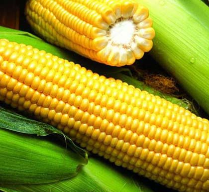 kukuruz secerac, kukuruz, secerac, gajenje kukuruza secerca